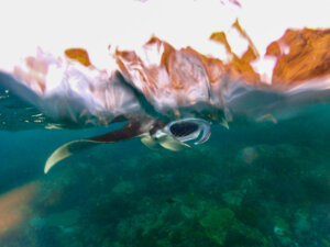 Image Item 1